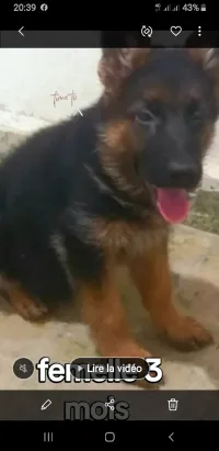 Berger allemand 