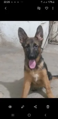 Berger allemand 