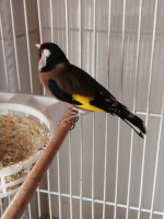 oiseau-couple-chardonneret-maknin-tizi-ouzou-algerie