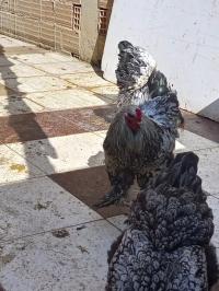 animaux-de-ferme-poules-race-sprite-brahma-poule-arabe-bourkika-tipaza-algerie