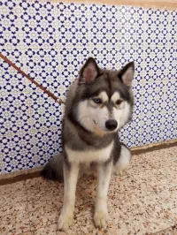 Husky sibérien mal 