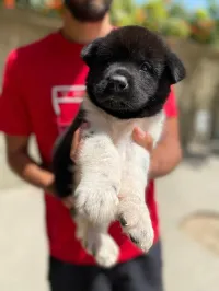 Akita américain 