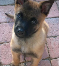 Malinois chiot 1 mois