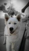 chien-husky-bon-prix-17-saoula-alger-algerie