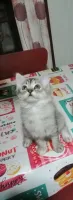 Chat angora x persan 