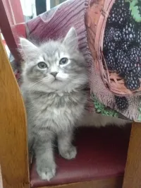 Chats à vendre 