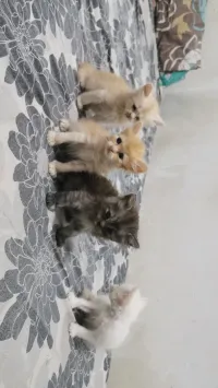 قطط صغيرة