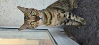 chat-bengal-pure-race-ben-aknoun-alger-algerie