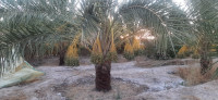 terrain-agricole-vente-biskra-lioua-algerie