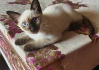 قطط-chat-siamois-دار-البيضاء-الجزائر