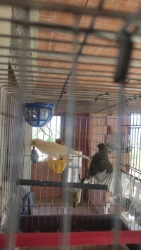 Deux Canaris le mal vert mousse et femmel jaune très très bonne santé 