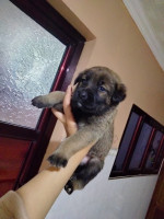 chien-chiots-malinois-tiaret-algerie