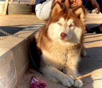 chien-husky-alger-centre-algerie