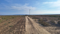 terrain-agricole-vente-mascara-alaimia-algerie