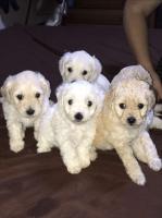 chien-caniche-bichon-bouzareah-alger-algerie