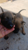 chien-chiots-malinois-pure-race-a-vandre-bou-ismail-tipaza-algerie