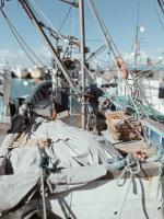 bateaux-barques-moteurboudwan-sardinier-12-metre-2016-tenes-chlef-algerie