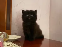 Chaton Persans Très Poilu Noir Pantere 