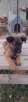 Malinois 