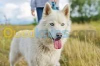 alimentaires-husky-blanc-bon-prix-draria-alger-algerie