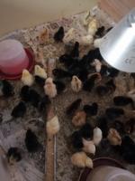 animaux-de-ferme-poules-et-coqs-races-pures-ain-naadja-alger-algerie