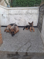 chien-disponible-berger-allemand-papier-pedigree-alger-centre-algerie