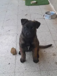 top femelle malinois charbonné 