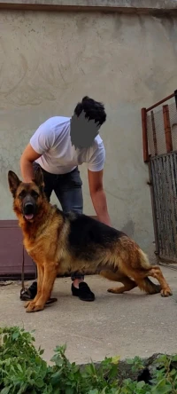 Berger Allemand LOF