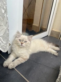 Chats persans pure race 