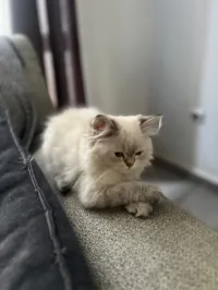 Chats persans 