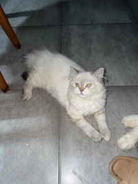 Chats persans 