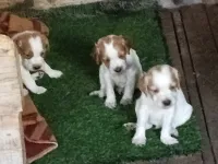 Des chiots de chasse épagneul breton age 30jour