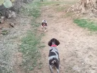 Chiots de chasse 