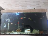 autres-meubles-aquarium-1206045cm-bab-el-oued-alger-algerie