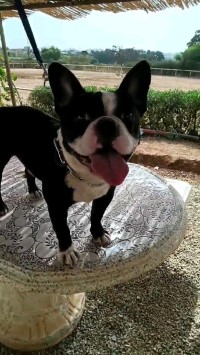 Chien
