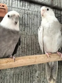 Couple Calopsitte 