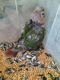 Conure ananas 