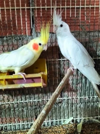 Couple Calopsitte كالوبسيت