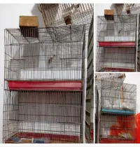 Cage oiseaux 