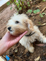 chien-caniche-bichon-maltais-cheraga-alger-algerie