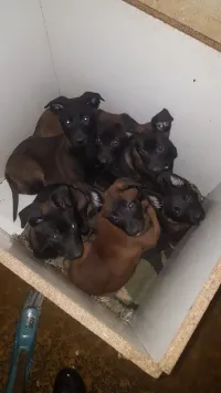femelle malinois top à vendre âge 57 jours