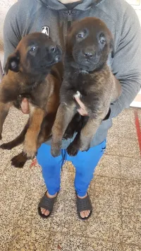 couple malinois Charbonnet top de top à vendre âge 48 jours