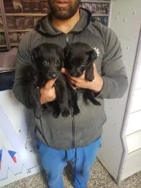 couple malinois bleu mexicain à vendre top de top