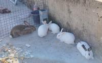 animaux-de-ferme-5-lapins-أرانب-bachdjerrah-alger-algerie