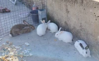 5 lapins أرانب