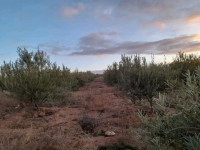 terrain-agricole-vente-djelfa-benhar-algerie