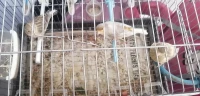 4 jaspe panachi 