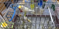Couple canaris race