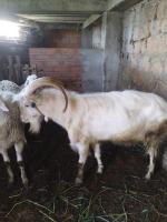 animaux-de-ferme-bouc-saanen-feraoun-bejaia-algerie
