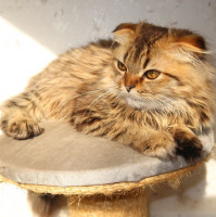 قطة-chat-scottish-fold-longhair-تلمسان-الجزائر